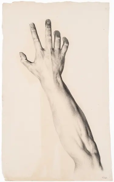 Anatomisk studie av høgre hand og underarm [Tegning]