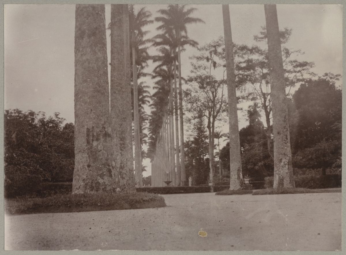 Bilden visar en allé med stora palmer, antagligen i botaniska trädgården i Rio de Janeiro.