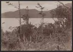 Bilden visar övergivna indianhyddor i skogen längs Magellans sund som fotograferades under Vanadis världsomsegling.