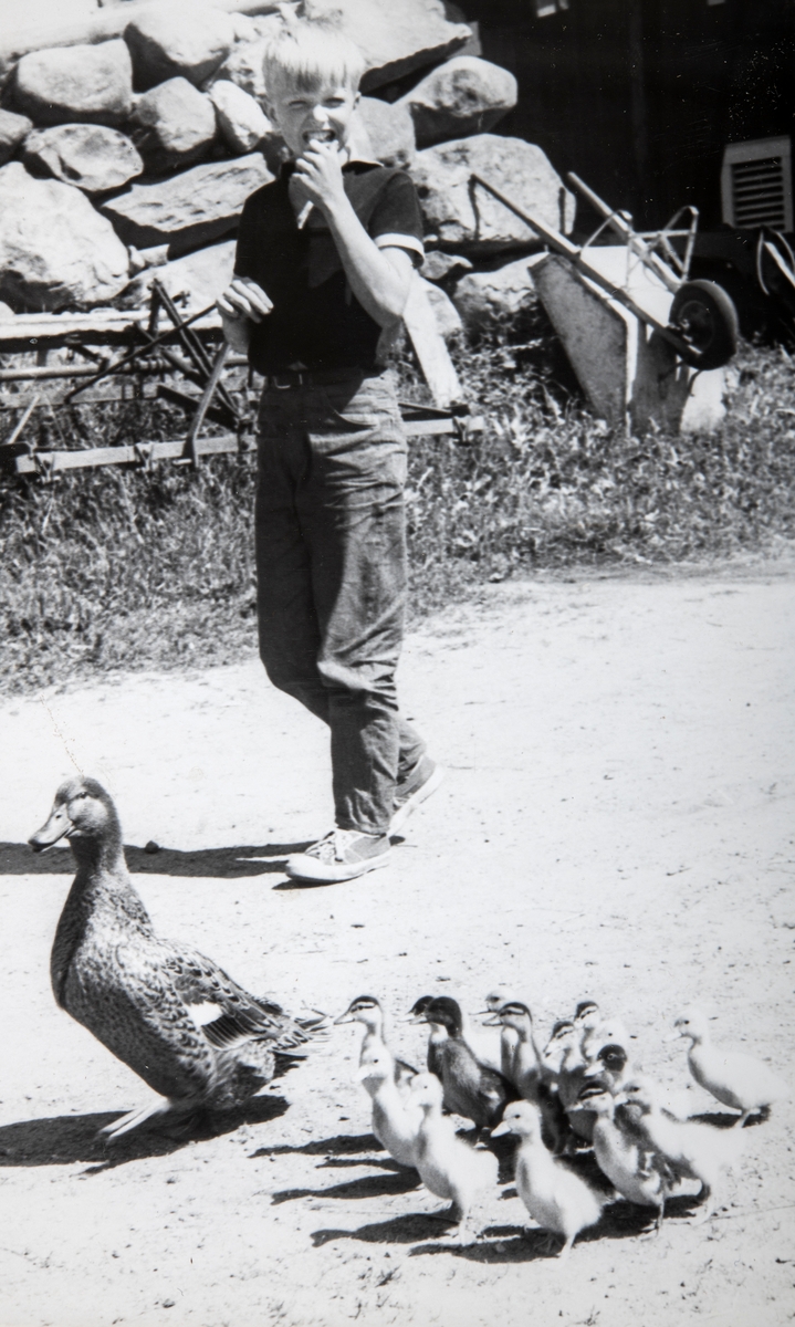 Grylling barnepensjonat og sommerleir, Løten. Gåsemor på tur med ungene. Garden Grylling vestre, Nordbygda, Løten. 1950-tallet. Dyra var alltid populære for barna på Grylling barnepensjonat og sommerleir.
