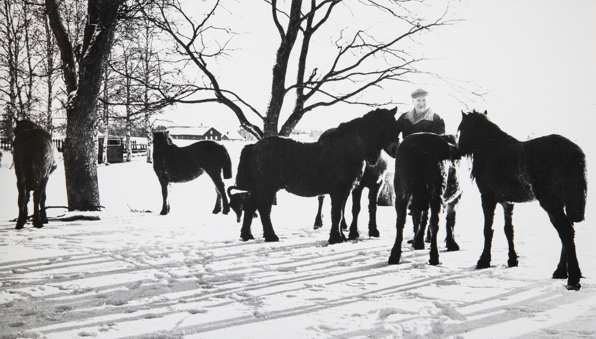 Grylling barnepensjonat og sommerleir, Løten. Jon Karterud kjøpte seks islandshester av Edvin Thorson på Ekeberg gård i Oslo. 
Garden Grylling vestre, Nordbygda, Løten. 1950-tallet.