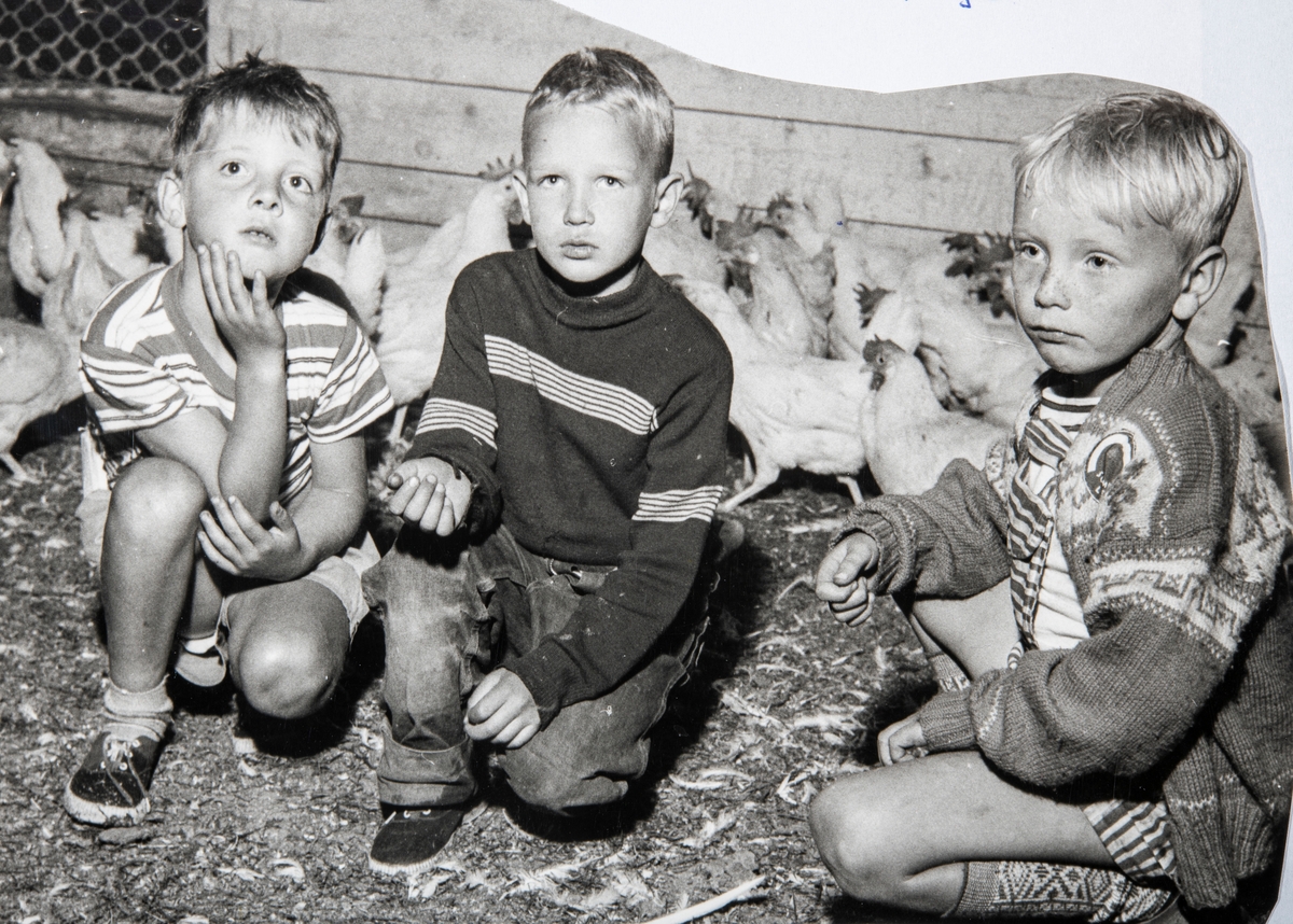 Grylling barnepensjonat og sommerleir, Løten. 3 gutter inne i hønsehuset. Dyra var alltid populære for barna på Grylling barnepensjonat og sommerleir