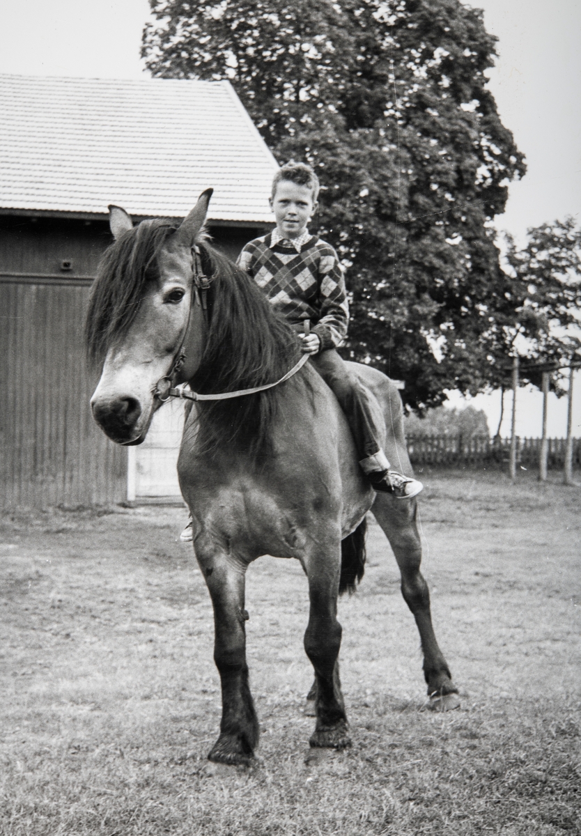 Grylling barnepensjonat og sommerleir, Løten. Gutt rir på hest. Dølahesten Dokka var arbeidshest i mange år. Garden Grylling vestre, Nordbygda, Løten. 1950-tallet.