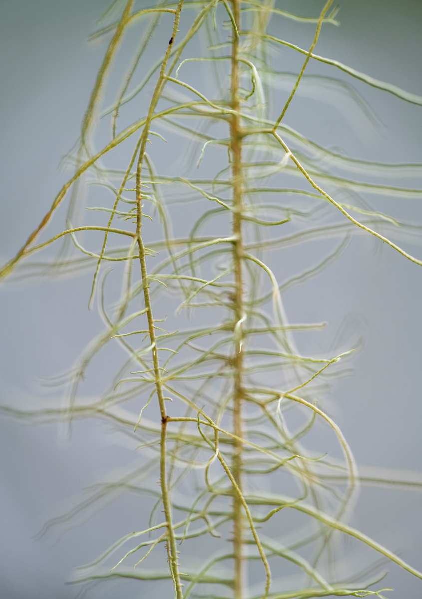 Huldrestry (Usnea longissima) - en rødlistet, sterkt truet hengelav ...