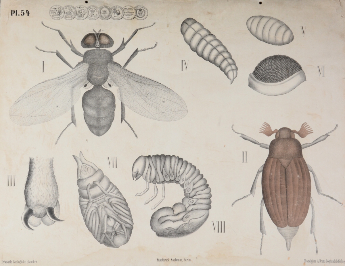 Insekter.