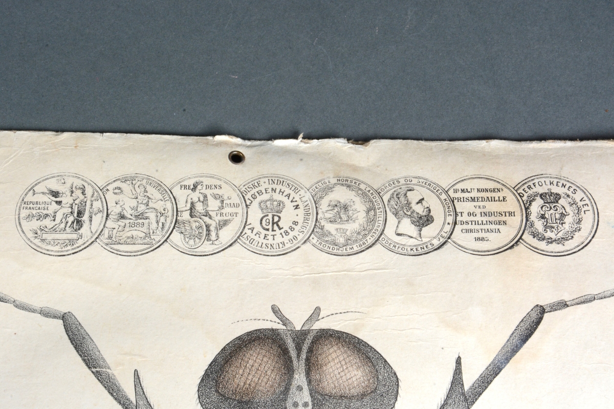 Insekter.