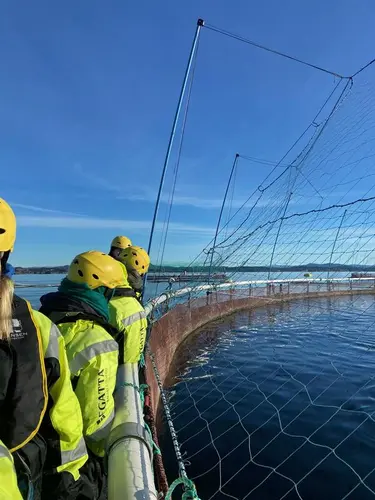 Vi ser personer i gule overlevelsesdrakter som studerer laksen i merdene