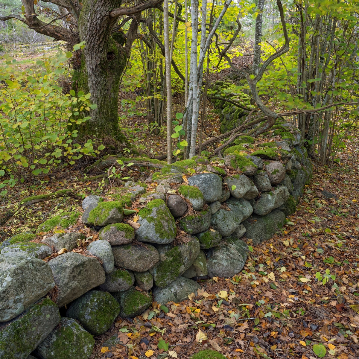 Steingjerde ved Gomserød i Brunlanes, nå i Larvik kommune i Vestfold, et par kilometer sørvest for Stavern. Fotografiet ble tatt høsten 2023 i et område med edellauvskog. Denne regionen har mange slike gjerder. Alderen er det vanskelig å vurdere, men de mange steingjerdene i det som i perioden fra 1671 til 1821 var Larvik grevskap kan nok settes i sammenheng med at grev Fredrik Ludvig Danneskiold-Laurvig i 1757 bestemte at leilendingsbøndene fra da av gjennom bygselkontraktene skulle forplikte seg til å spare på skogsvirket – som det var stort behov for i grevskapets sagbruk og masovner – å mure et antall favner steingjerde hvert år. Disse gjerdene alternativ til tregjerder som stengsler mellom eiendommene, og mellom åker, eng og utmark internt på hver eiendom. Disse stengslene skulle være 1 ¾ alen brede i botnen og 1 ½ alen høye. Poenget med steingjerdene var at «… denne Foranstaltning tjener baade til Jordvejens Forbedring saavelsom Skovenes Conservation af mange Tusinde unge Stammer». Mange av leilendingene la mye flid i gjerdebygginga, andre ignorerte den forpliktelsen leilendingskontraktene påla dem, og enkelte av disse måtte svare for seg i retten. I noen av sakene kom det fram at enkelte vanskelig kunne etterleve denne kontraktklausulen. I en sak fra 1796 heter det at «at der findes vel hist og her paa Jorderne Steene, men samme er saa store at de ikke kan fløttes med mindre de blev søndersprengt, hvis Bekostning vil overgaae end Leylændings Kræfter, de øvrige løse Steene som findes er ikke af saadan Mængde at dermed beqvemmelig kan opsettes Steengiærder.» Men på Gomserød var det tydeligvis stein nok.