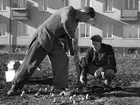 Folke Andersson och Bengt Quist planterar i oktober 1950 tusen blomlökar i parken mellan museibyggnaden och Östgötagatan. I Bakgrunden ser man Östgötagatan 28.

...

385 bilder om Linköping på 1950-talet från tidningen Östgötens arkiv. Framtidstro och optimism är ord som sammanfattar Linköping på femtiotalet. Årtiondet innebar satsningar för att förbättra linköpingsbornas livsvillkor. Bostadsfrågan och trafiklösningarna dominerade den lokalpolitiska agendan.
Bilderna digitaliserades år 2013.