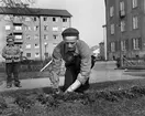 Trädgårdsarbetaren Ivar Kling planterar lökar i parken på Stureplan 1.

...

385 bilder om Linköping på 1950-talet från tidningen Östgötens arkiv. Framtidstro och optimism är ord som sammanfattar Linköping på femtiotalet. Årtiondet innebar satsningar för att förbättra linköpingsbornas livsvillkor. Bostadsfrågan och trafiklösningarna dominerade den lokalpolitiska agendan.
Bilderna digitaliserades år 2013.