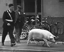 En dag i oktober 1959 välter en transport med grisar vid Stångebro. Polis och civila deltog i jakten att fånga in de 10 grisarna som rymde vid olyckan.

 ...

385 bilder om Linköping på 1950-talet från tidningen Östgötens arkiv. Framtidstro och optimism är ord som sammanfattar Linköping på femtiotalet. Årtiondet innebar satsningar för att förbättra linköpingsbornas livsvillkor. Bostadsfrågan och trafiklösningarna dominerade den lokalpolitiska agendan.
Bilderna digitaliserades år 2013.