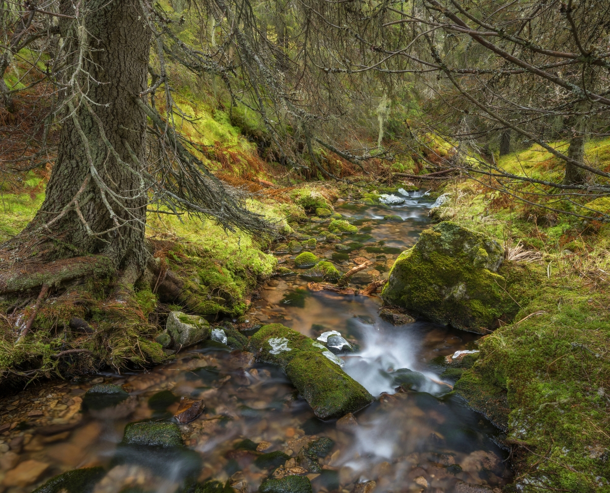 Skoginteriør i gammel, høytliggende granskog. Skogsbekk i Brødalen naturreservat i Trysil, Innlandet. Naturreservatet ble opprettet i 2010. Formålet med å verne det 1.080 dekar store området var å bevare et område med gammel, flersjiktet granskog som har særskilt betydning for biologisk mangfold ved at det inneholder en rekke sjeldne og sårbare arter.