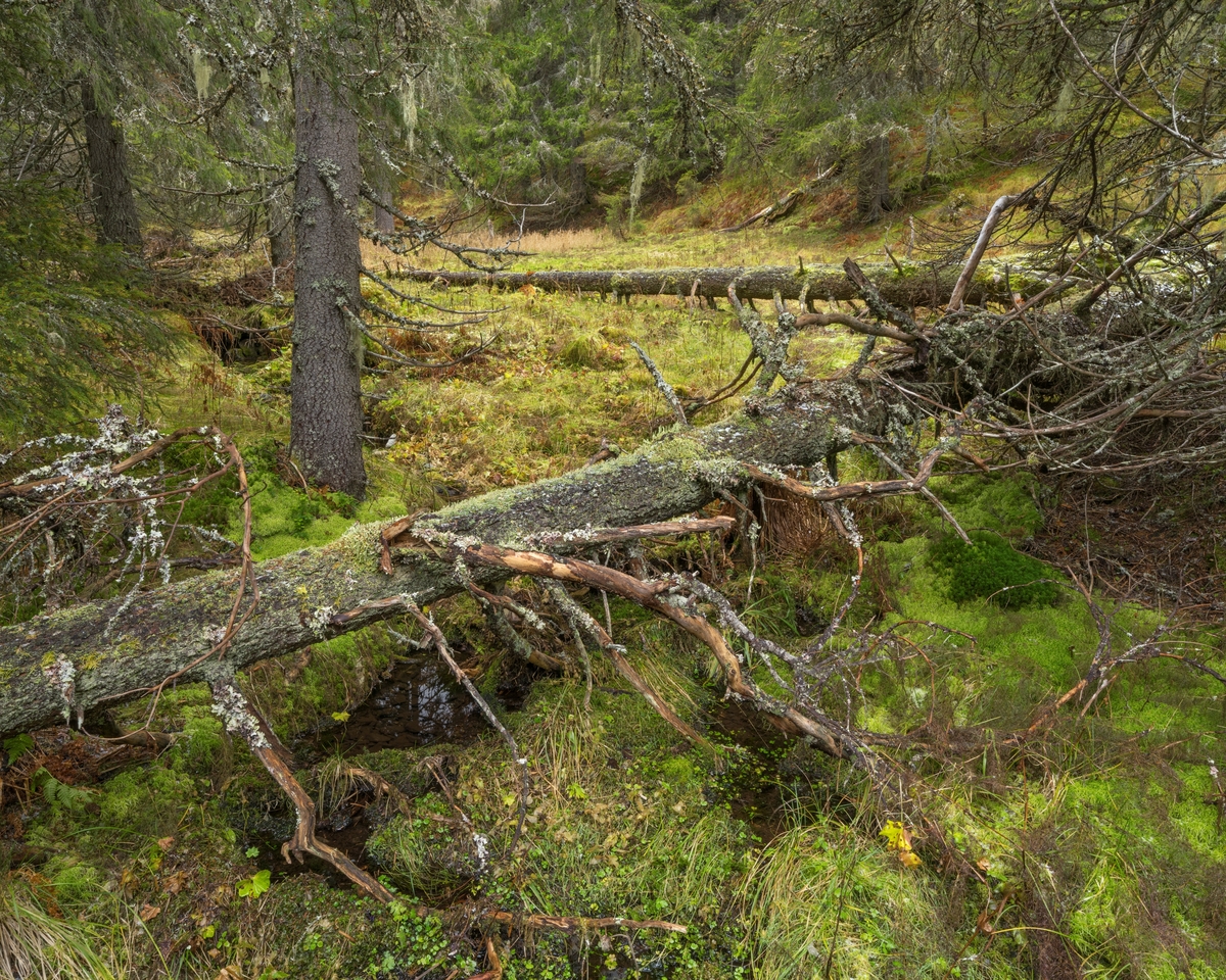 Skoginteriør i gammel, høytliggende granskog. Fra Brødalen naturreservat i Trysil, Innlandet. Naturreservatet ble opprettet i 2010. Formålet med å verne det 1.080 dekar store området var å bevare et område med gammel, flersjiktet granskog som har særskilt betydning for biologisk mangfold ved at det inneholder en rekke sjeldne og sårbare arter.