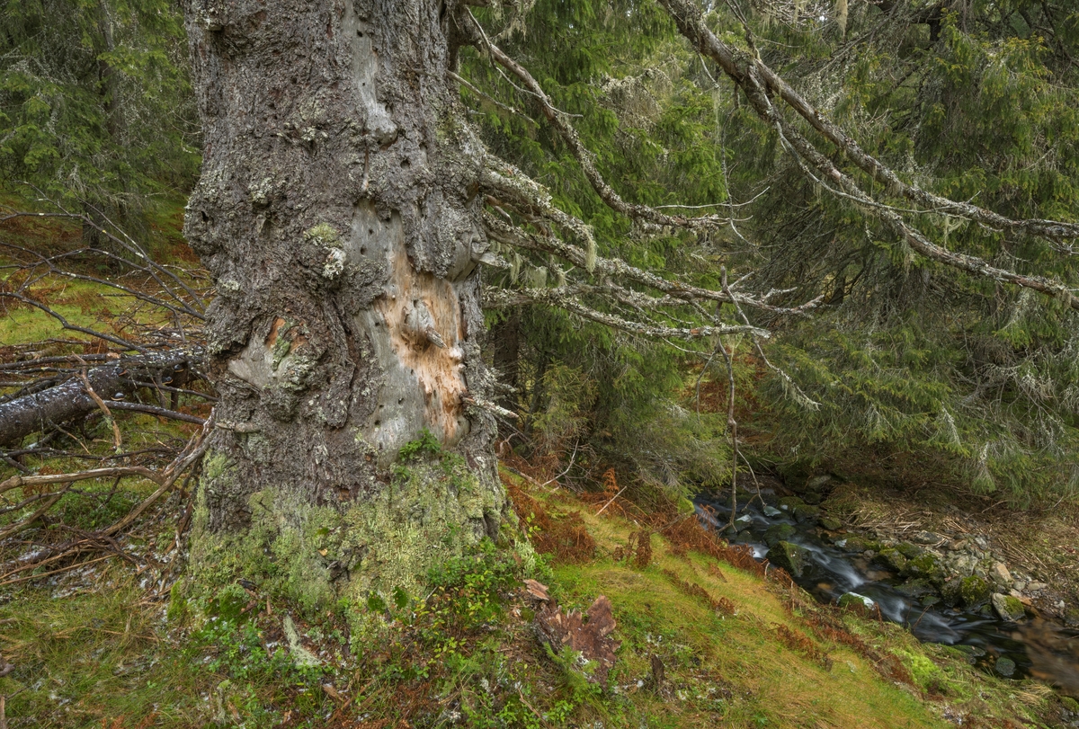 Skoginteriør i gammel, høytliggende granskog. Fra Brødalen naturreservat i Trysil, Innlandet. Naturreservatet ble opprettet i 2010. Formålet med å verne det 1.080 dekar store området var å bevare et område med gammel, flersjiktet granskog som har særskilt betydning for biologisk mangfold ved at det inneholder en rekke sjeldne og sårbare arter.