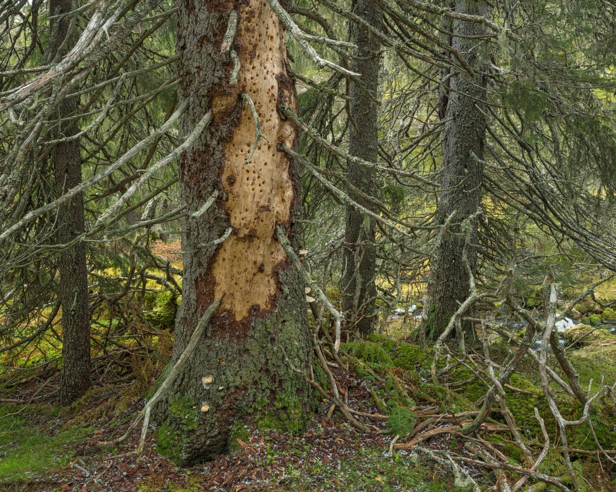 Skoginteriør i gammel, høytliggende granskog. Fra Brødalen naturreservat i Trysil, Innlandet. Naturreservatet ble opprettet i 2010. Formålet med å verne det 1.080 dekar store området var å bevare et område med gammel, flersjiktet granskog som har særskilt betydning for biologisk mangfold ved at det inneholder en rekke sjeldne og sårbare arter.