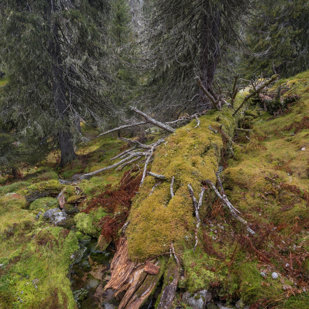 Låg. Bildet viser en gammel, mosegrodd gran. Skoginteriør i gammel, høytliggende granskog. Fra Brødalen naturreservat i Trysil, Innlandet. Naturreservatet ble opprettet i 2010. Formålet med å verne det 1.080 dekar store området var å bevare et område med gammel, flersjiktet granskog som har særskilt betydning for biologisk mangfold ved at det inneholder en rekke sjeldne og sårbare arter.