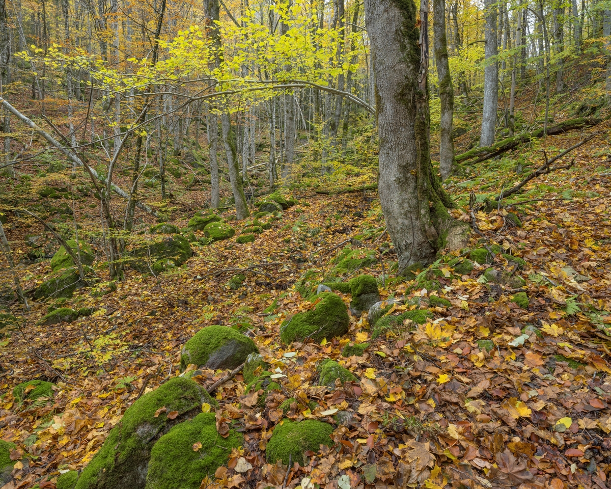 Skogsinteriør i edelløvskog. Fra Korpen og Sagkollen naturreservat,  Larvik kommune, Vestfold og Telemark fylke.
Korpen naturreservat ligger øst for Numedalslågen og ble vernet i 2002. I 2020 ble verneområdet utvidet (frivillig vern), og fikk navn Korpen og Sagkollen naturreservat. Reservatet har særlig rike forekomster av eikeskog og bøkeskog.