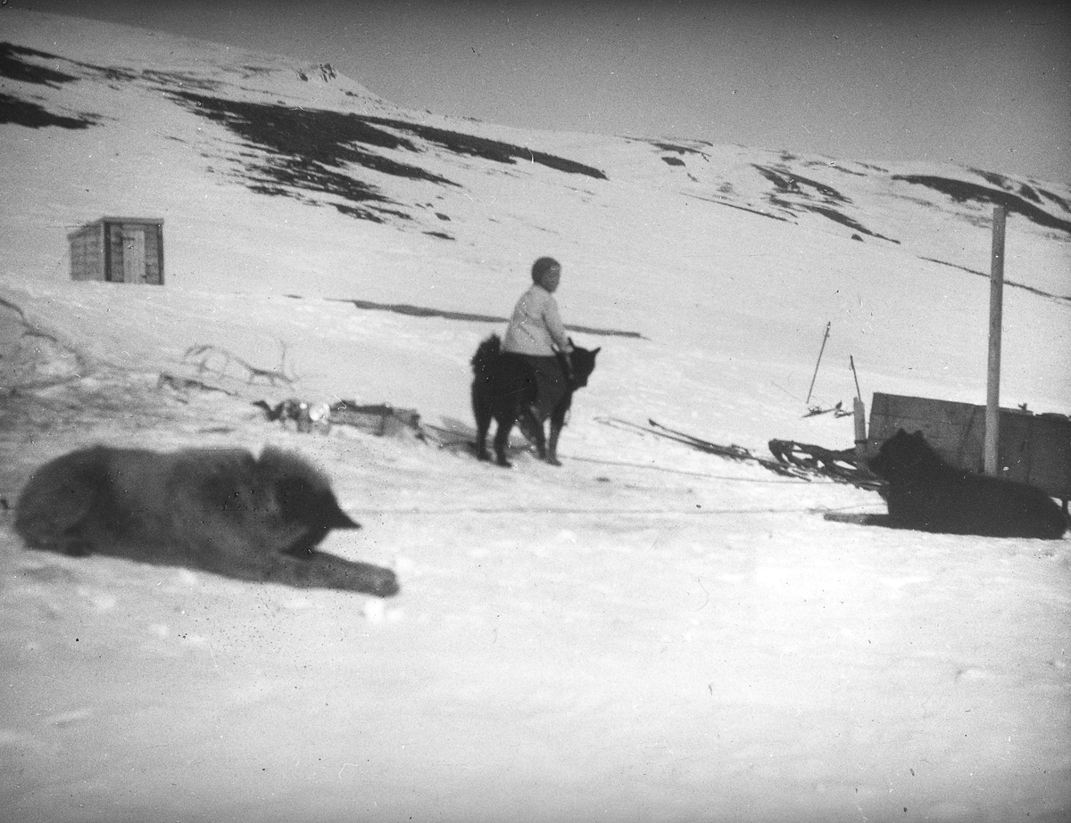 Barn som rir på hund. Tekst med bildet: Ridning på hunn 1935.
