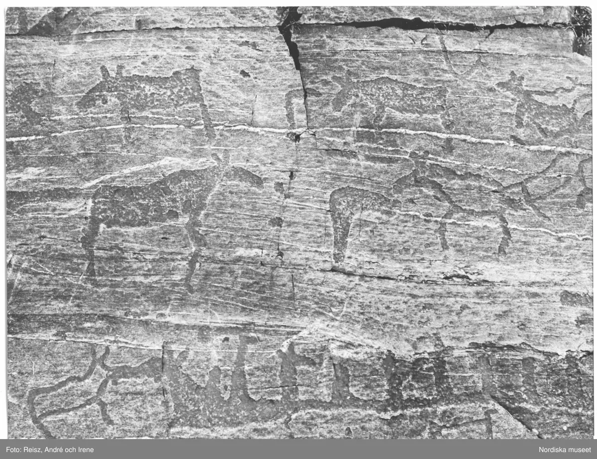 Norrland. Hällristningar vid Nämforsen.