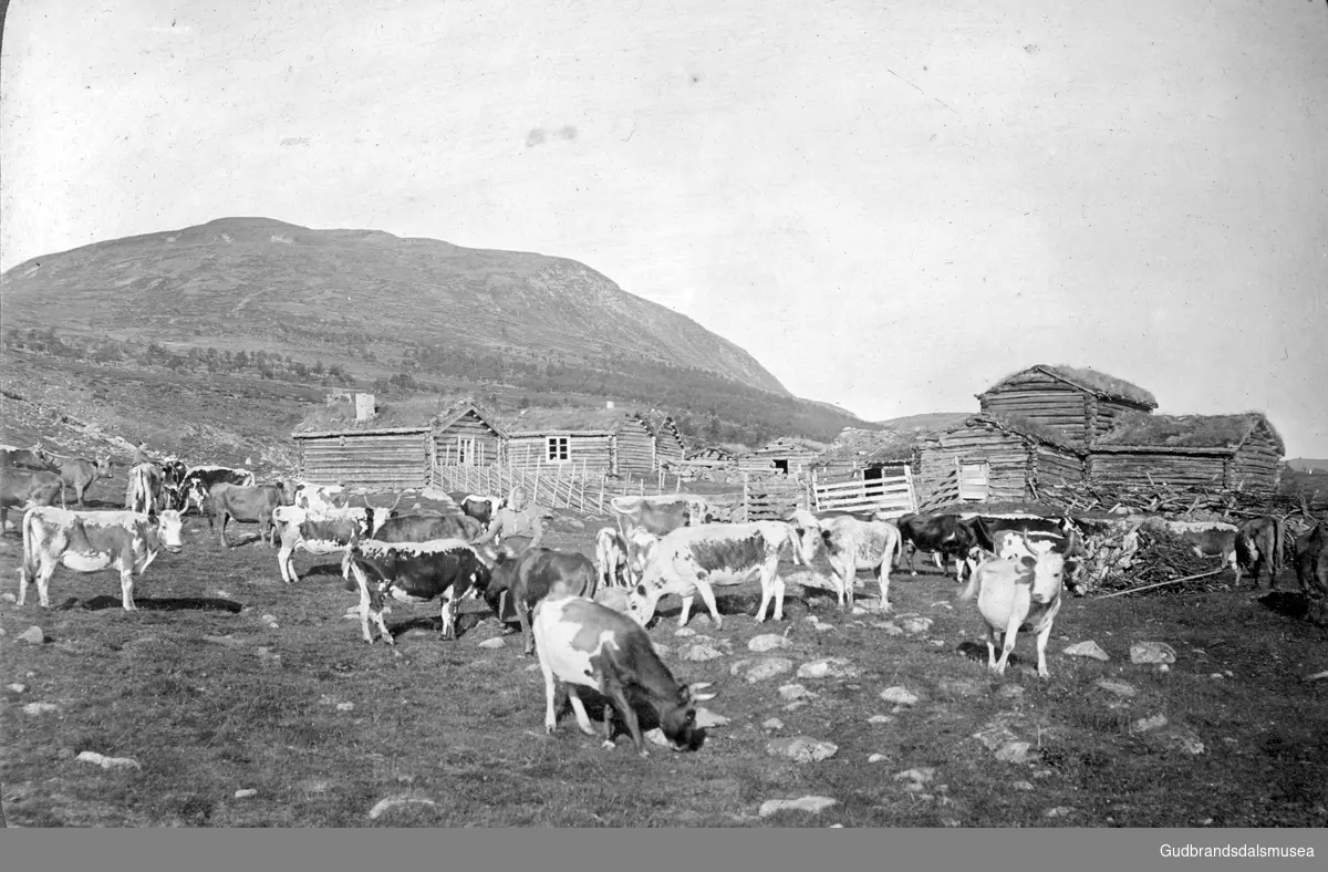 Toftesetra ved Avsjøen på Dovrefjell med Blåberget i bakgrunnen.