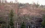 Vapenkuppen i Järna var en sprängning mot ett militärt mobiliseringsförråd i Järna utanför Södertälje 26 november 1986 av den så kallade Järnaligan. Flera hektar skog jämnades med marken.