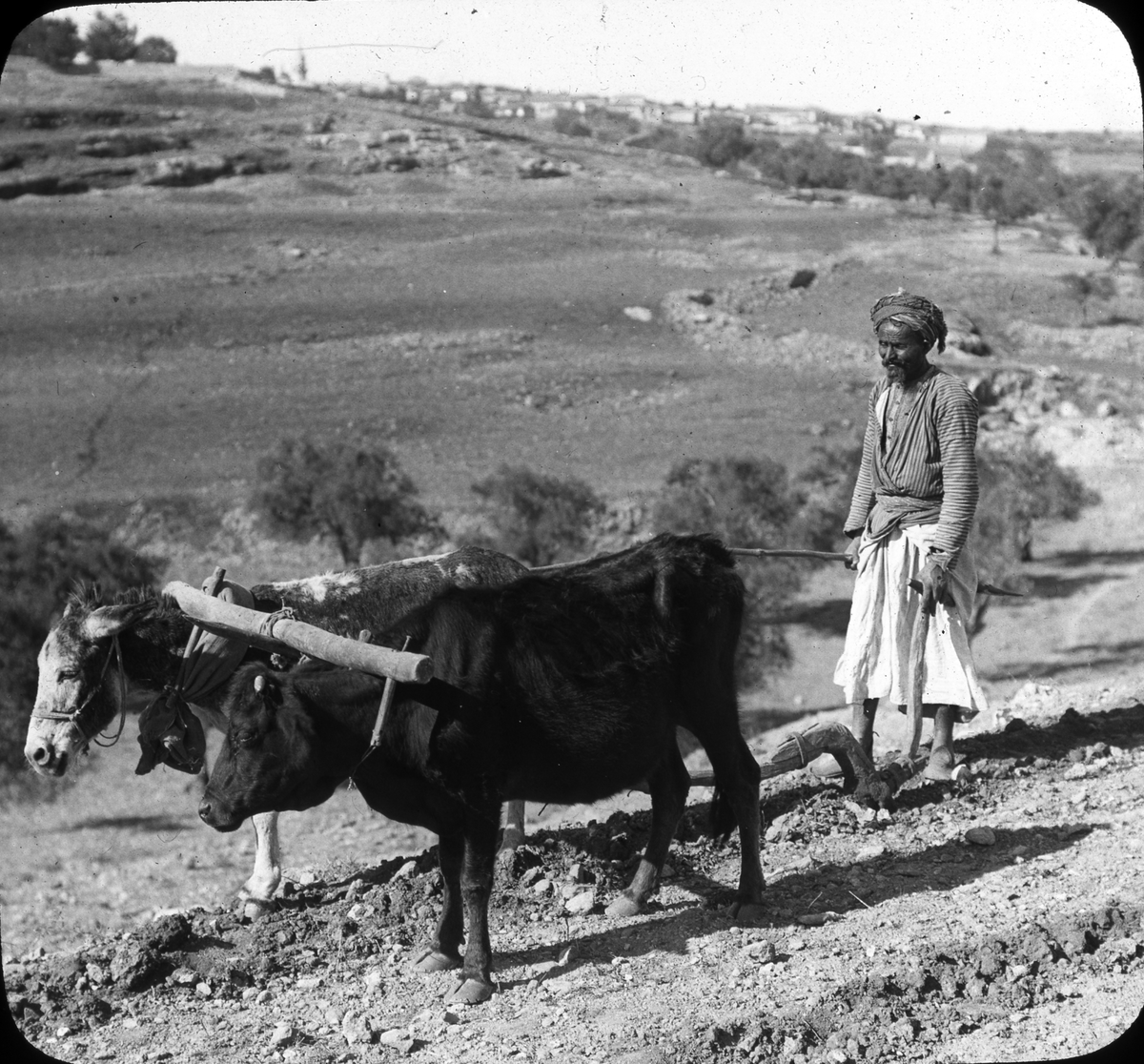 Bilde fra Helge Væringsaasens reise til Midtøsten i 1908/1909.
518 Ploughing.