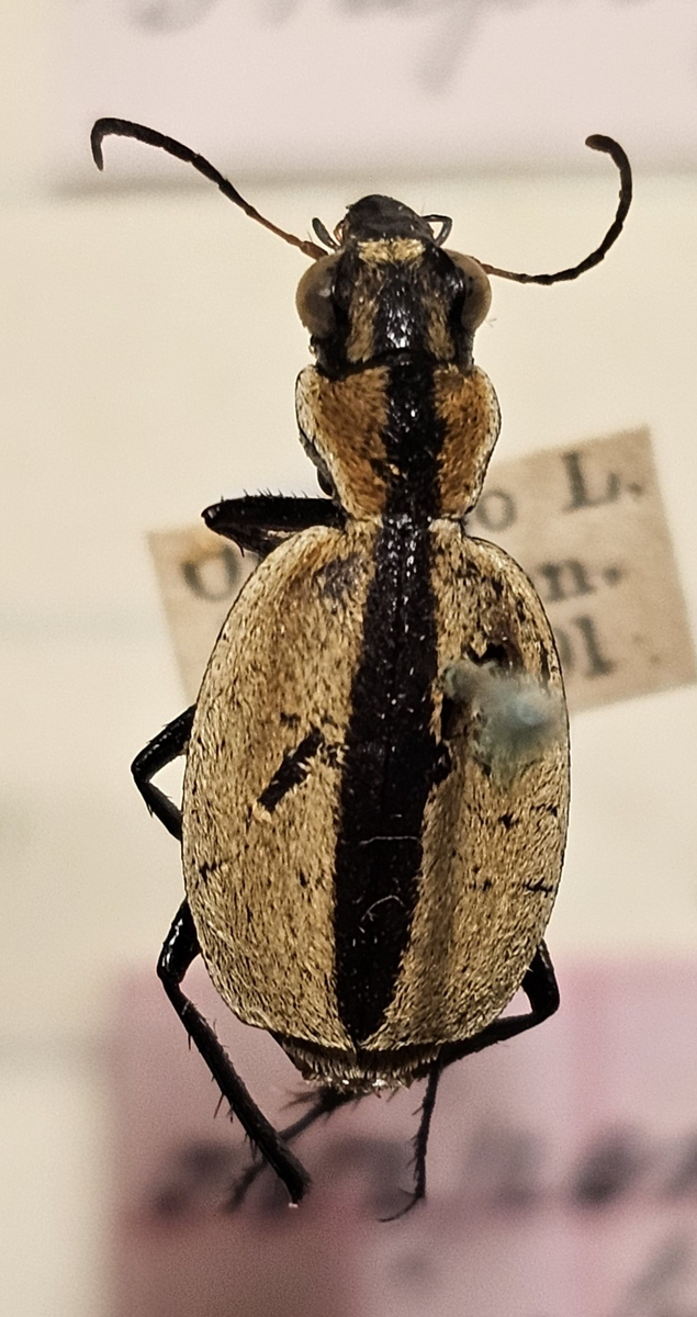 Skalbagge på insektsnål. 
Tillhör huvudgrupp Coleoptera
Tillhör familj Carabidae
Släkte/art: Graphopterus sp?
Adult

Ursprungsland: Namibia
Fyndplats: Ovamboland

Ur Hackwitz samling

På etiketten står: Graphipterus ovipennis