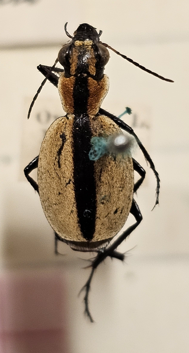 Skalbagge på insektsnål. 
Tillhör huvudgrupp Coleoptera
Tillhör familj Carabidae
Släkte/art: Graphopterus sp?
Adult

Ursprungsland: Namibia
Fyndplats: Ovamboland

Ur Hackwitz samling

På etiketten står: Graphipterus ovipennis