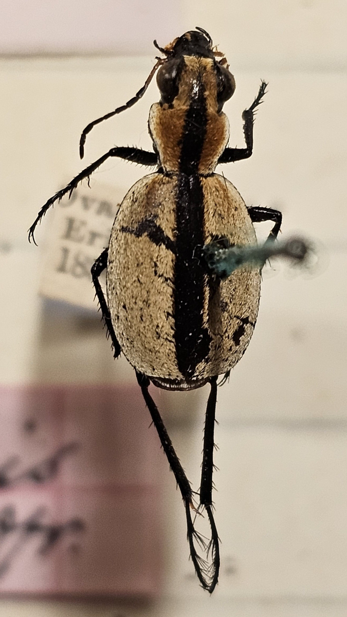 Skalbagge på insektsnål. 
Tillhör huvudgrupp Coleoptera
Tillhör familj Carabidae
Släkte/art: Graphopterus sp?
Adult

Ursprungsland: Namibia
Fyndplats: Ovamboland

Ur Hackwitz samling

På etiketten står: Graphipterus ovipennis