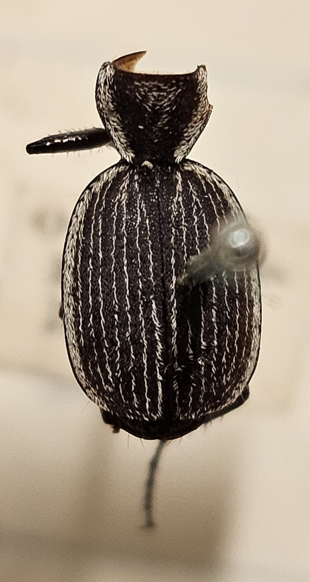 Skalbagge på insektsnål. 
Tillhör huvudgrupp Coleoptera
Tillhör familj Carabidae
Släkte/art: Graphopterus sp?
Adult

Ursprungsland: Namibia
Fyndplats: Ovamboland

Ur Hackwitz samling

På etiketten står: Graphipterus lineolatus