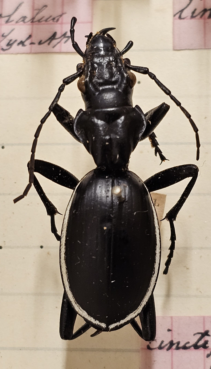 Skalbagge på insektsnål. 
Tillhör huvudgrupp Coleoptera
Tillhör familj Carabidae
Släkte/art: ?
Adult

Ursprungsland: Namibia
Fyndplats: Ovamboland

Ur Hackwitz samling

På etiketten står: Anthia cinctipeanis