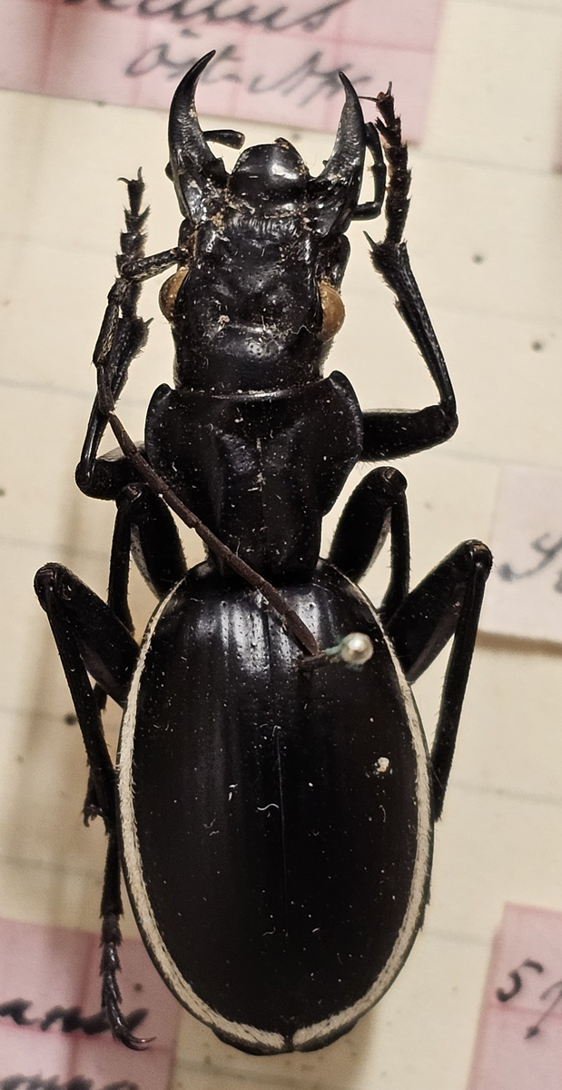 Skalbagge på insektsnål. 
Tillhör huvudgrupp Coleoptera
Tillhör familj Carabidae
Släkte/art: ?
Adult

Ursprungsland: Namibia
Fyndplats: Ovamboland

Ur Hackwitz samling

På etiketten står: Anthia cinctipeanis