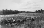 Gagnef, Björbo, forsen 1953.