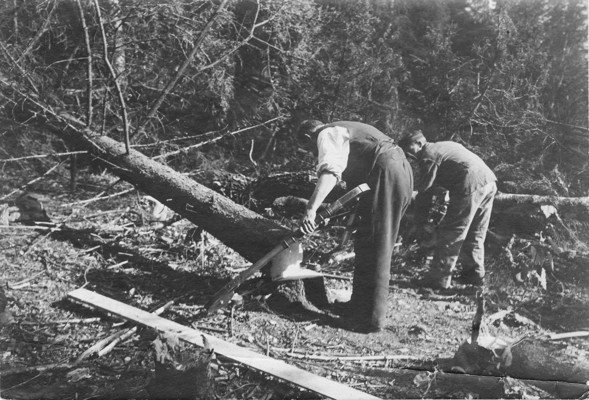 Trädröjning i Liljansskogen 1918.