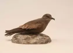 Klykstjärtad stormsvala