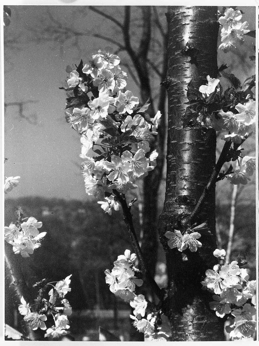 Tre i blomstring.  Bildet er tatt på 1/25 sekund med blender 22 og gulfilter.  Filmen som ble brukt het Press Film, og ble fremkalt i Champlia  nr. 15,
Cykora, Cashmir, Ivory nr. 2.