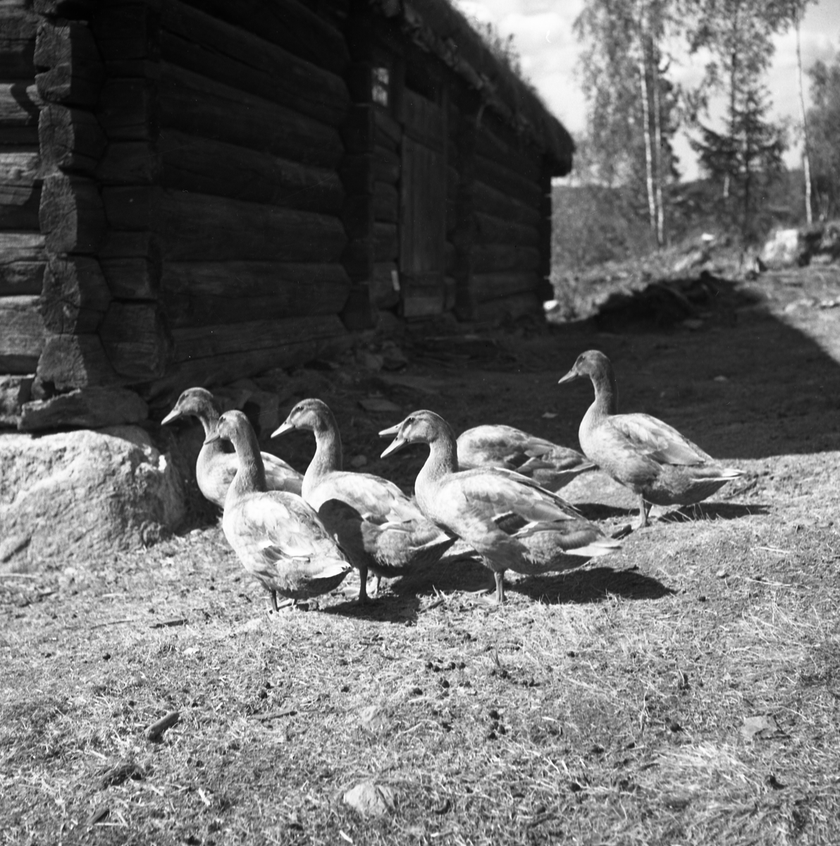 Motiv frå museet i forbindelse med bufarsdag osv.  i 1960.