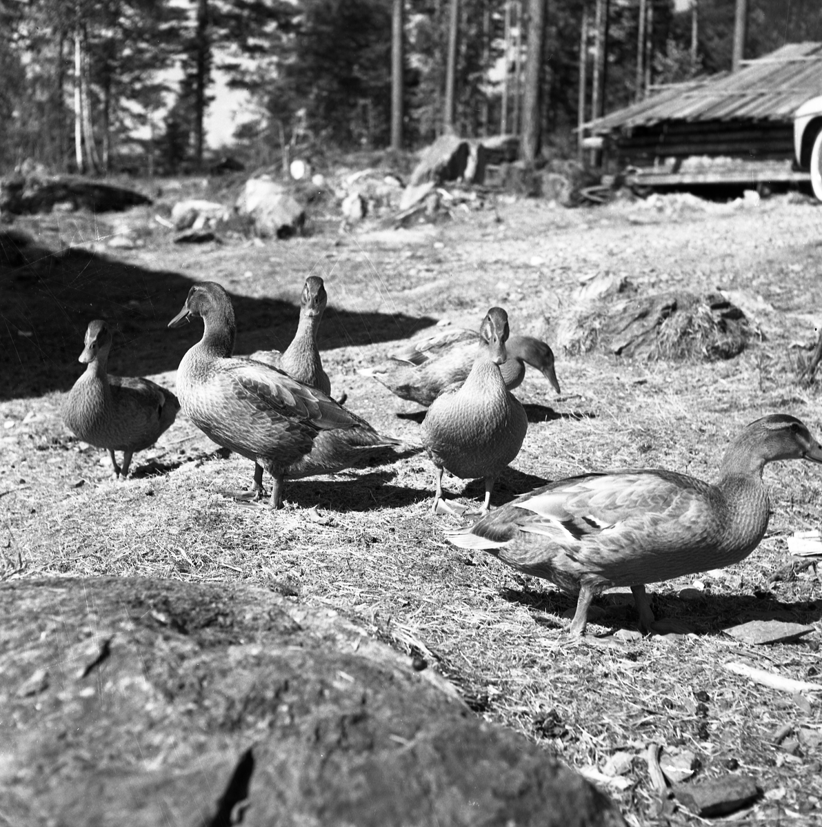 Motiv frå museet i forbindelse med bufarsdag osv.  i 1960.