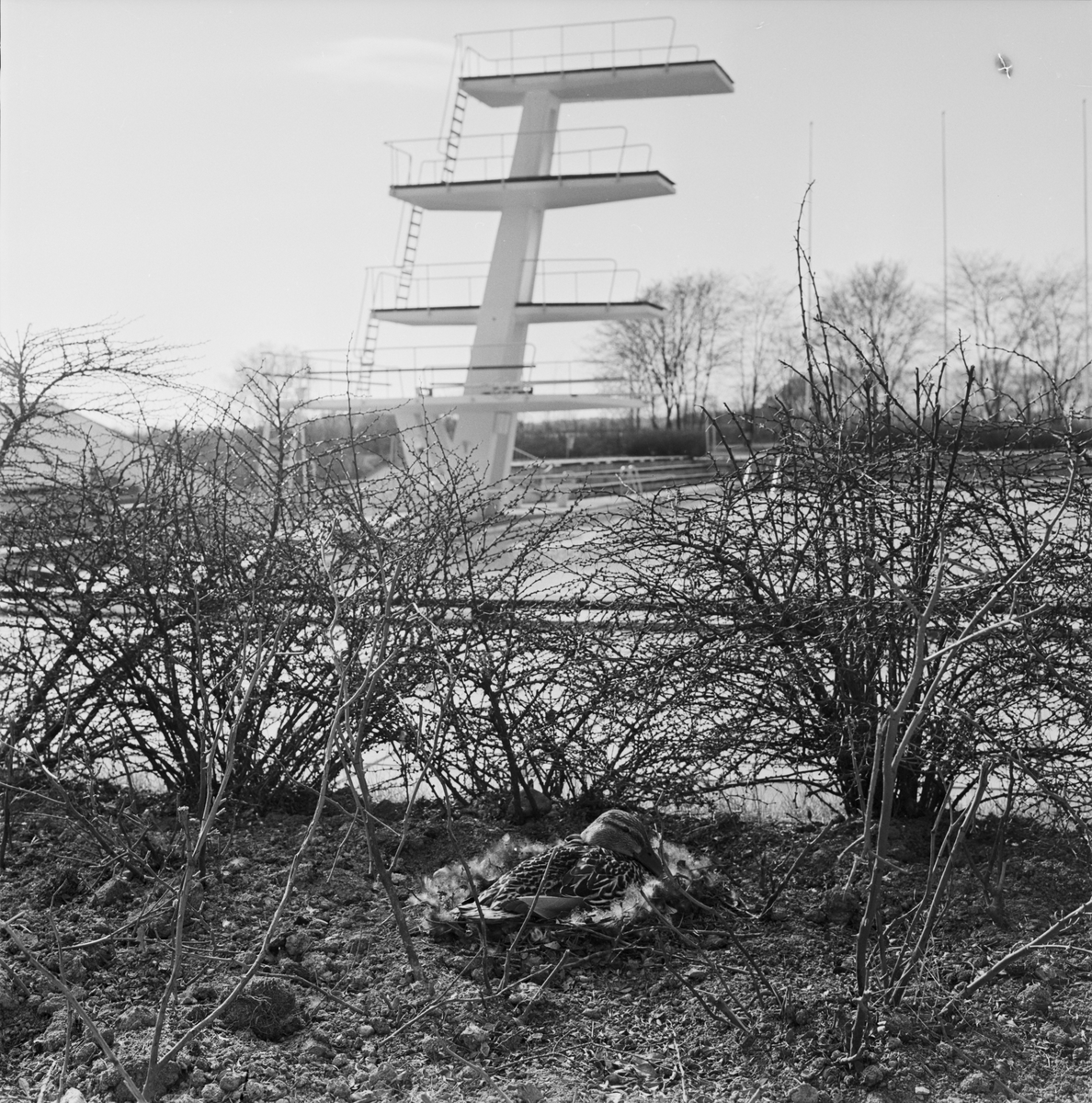 Fyrisbadet - "inför premiären", Uppsala 1966