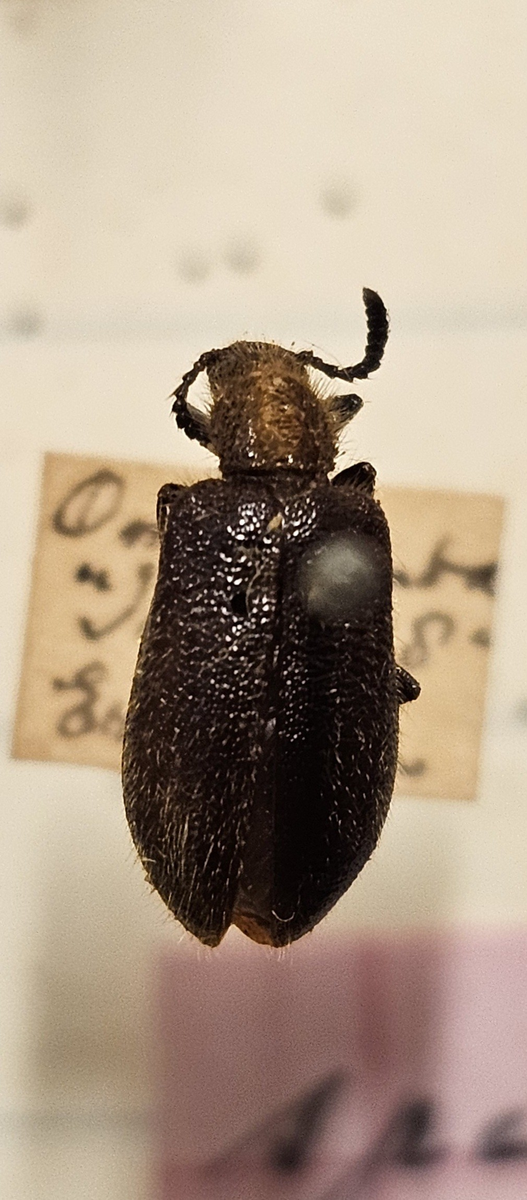 Skalbagge på insektsnål. 
Tillhör huvudgrupp Coleoptera
Tillhör familj Tenebrionidae?/ Lagriinae?
Släkte/art: Lagria?
Adult

Ursprungsland: Namibia
Fyndplats: Omaramba

Ur Hackwitz samling

På etiketten står: Lagria spec?