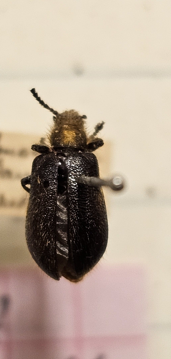 Skalbagge på insektsnål. 
Tillhör huvudgrupp Coleoptera
Tillhör familj Tenebrionidae?/ Lagriinae?
Släkte/art: Lagria?
Adult

Ursprungsland: Namibia
Fyndplats: Omaramba

Ur Hackwitz samling

På etiketten står: Lagria spec?