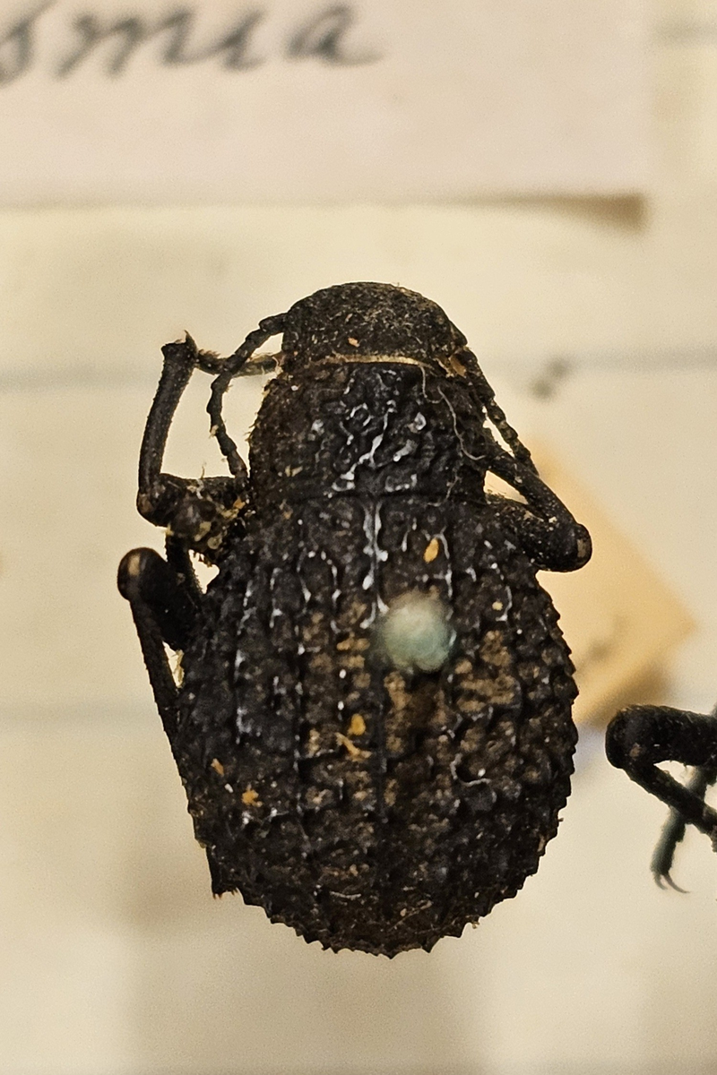 Skalbagge på insektsnål. 
Tillhör huvudgrupp Coleoptera
Tillhör familj Tenebrionidae?
Släkte/art: ?
Adult

Ursprungsland: Namibia
Fyndplats: Ovamboland

Ur Hackwitz samling

På etiketten står: Adesmia livida