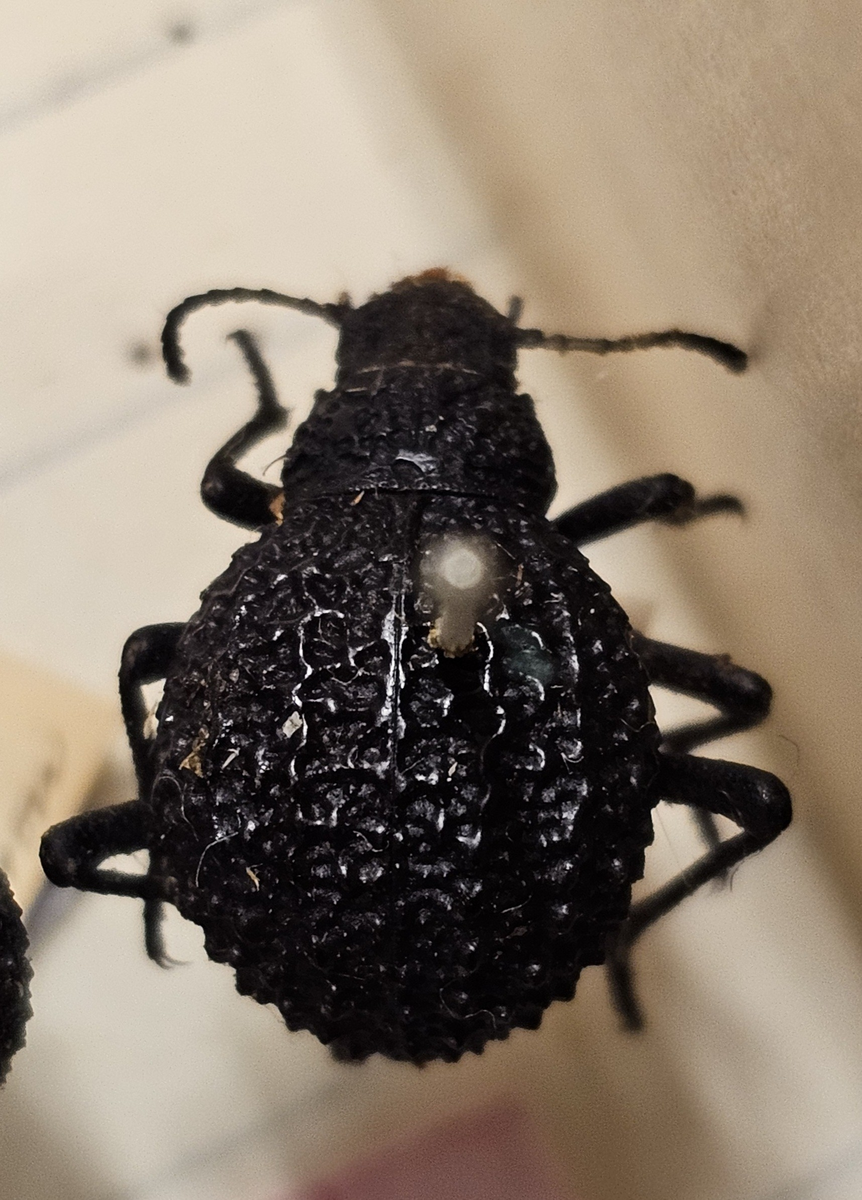 Skalbagge på insektsnål. 
Tillhör huvudgrupp Coleoptera
Tillhör familj Tenebrionidae?
Släkte/art: ?
Adult

Ursprungsland: Namibia
Fyndplats: Ovamboland

Ur Hackwitz samling

På etiketten står: Adesmia livida