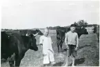 Dingtuna sn, Tibble.
Barn vallar kor. 1924.