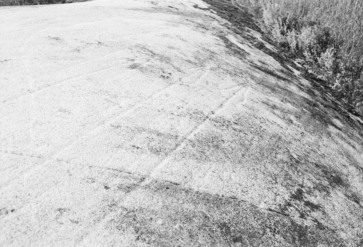 Hällristningar på ett berg i dagen, Uppland 1951