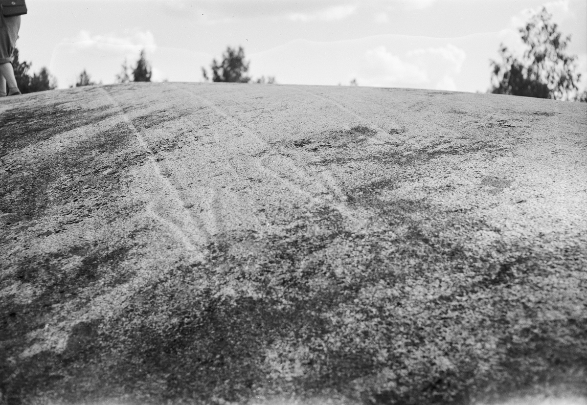 Hällristningar på ett berg i dagen, Uppland 1951