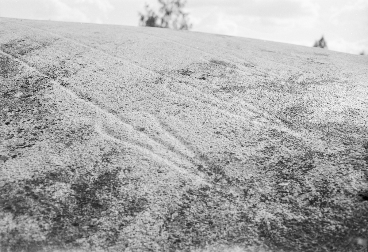 Hällristningar på ett berg i dagen, Uppland 1951