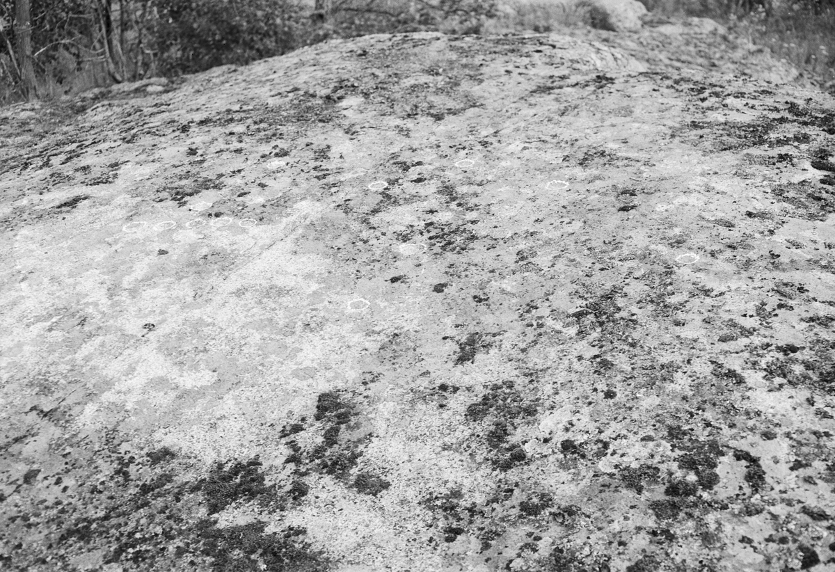 Hällristningar på ett berg i dagen, Uppland 1951