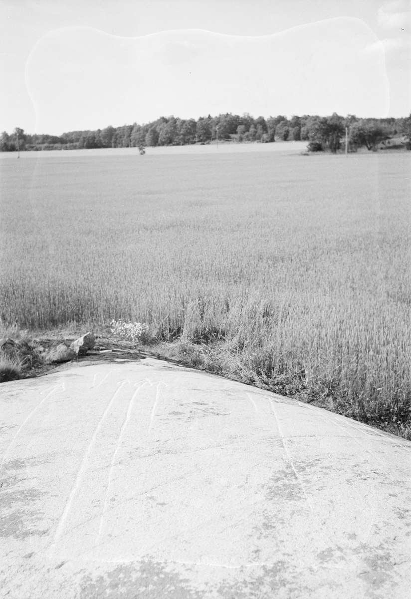 Hällristningar på ett berg i dagen, Uppland 1951