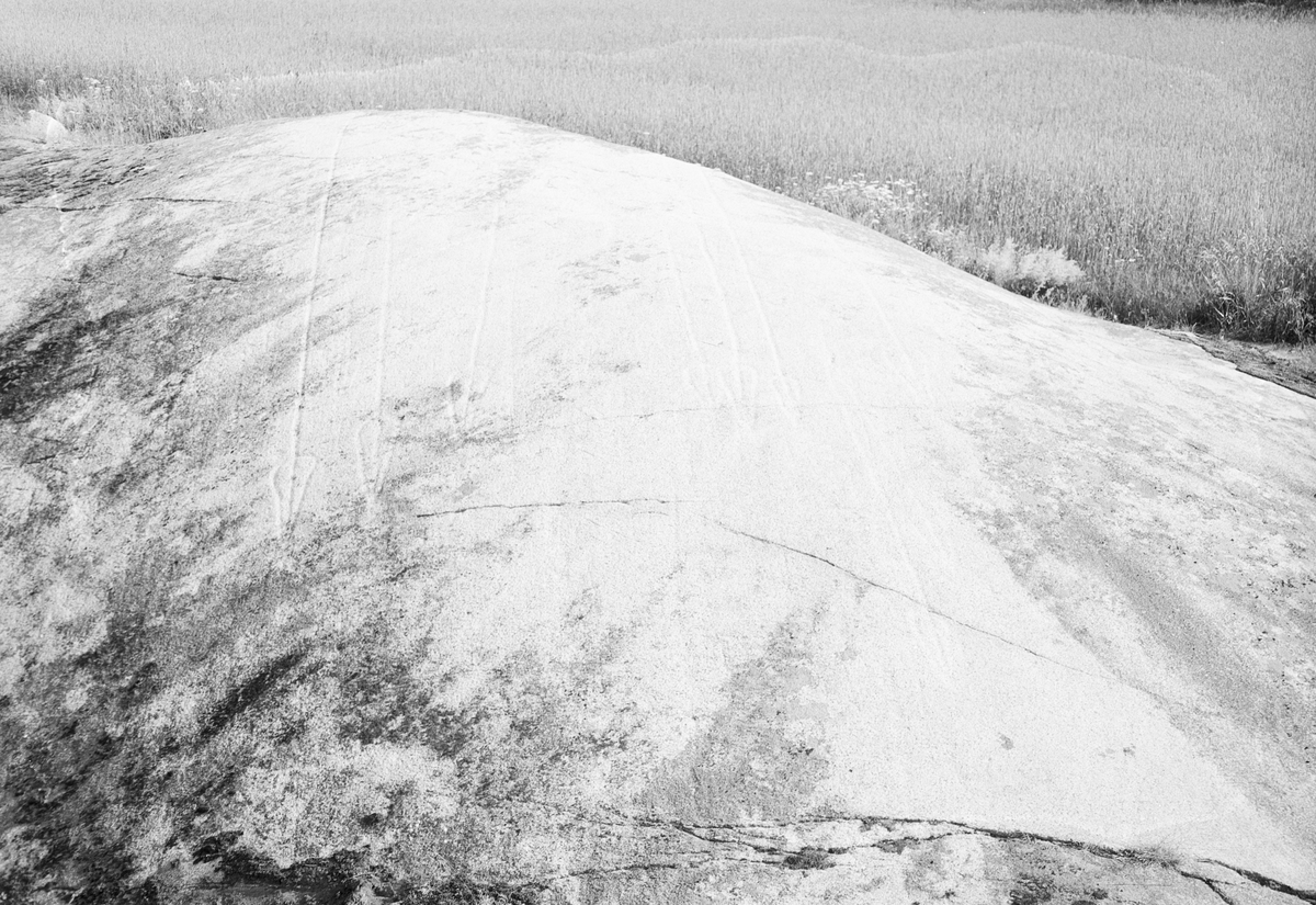 Hällristningar på ett berg i dagen, Uppland 1951
